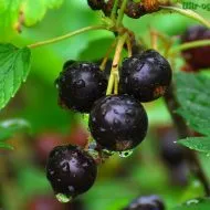 Camellia грижи и отглеждане в дома
