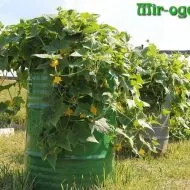 Camellia грижи и отглеждане в дома