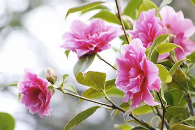 Camellia дома