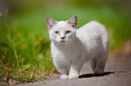 Korotkolapye джуджета породи котки - със снимки и имена korotkolapye котки
