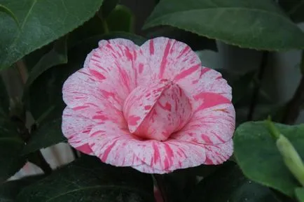 Camellia грижи и отглеждане в дома