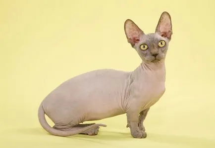 Korotkolapye джуджета породи котки - със снимки и имена korotkolapye котки