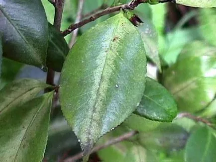 Camellia грижи и отглеждане в дома