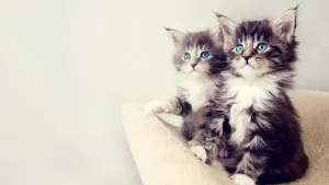 Защо мечтата на една котка убит от кръв, в света на котки и кучета