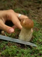Какво сънува малки котенца