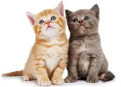 Какво сънува малки котенца