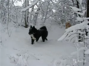 Псевдонимът за кучето Лайка специално избора на име