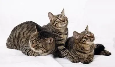Китайски Li Hua Cat Тигър