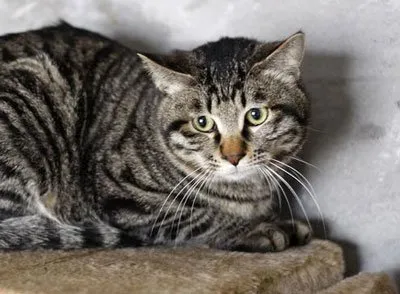 Китайски породи котки