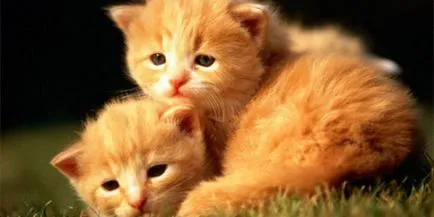 Какво сънува малки котенца - мечтая книга