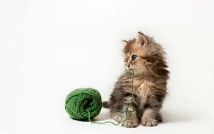 Какво сънува малки котенца - мечтая книга