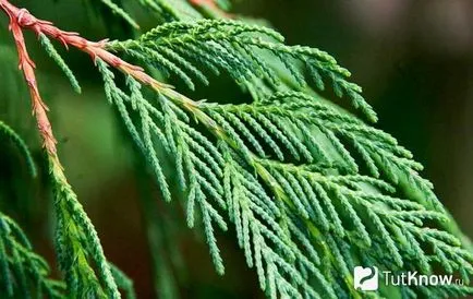 Cypress грижи у дома, расте от семена