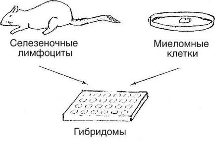 клетъчно инженерство