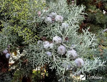 Cypress грижи у дома, расте от семена
