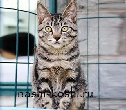 Ли Хуа на Китай - снимка, котки, котенца, за породата, Всичко за котките