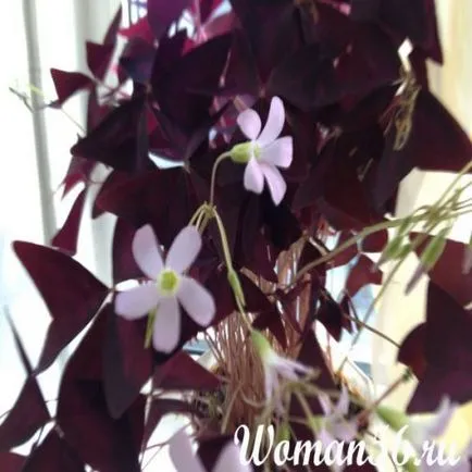 Oxalis стая - цветя Oxalis триъгълна