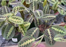 Chlorophytum растение насоки за грижа и репродукция в дома