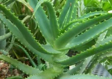 Chlorophytum растение насоки за грижа и репродукция в дома