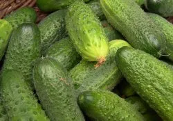 Кога и как да се хранят краставици - Grower вестник - мрежа издание
