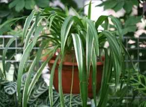 Chlorophytum растение насоки за грижа и репродукция в дома