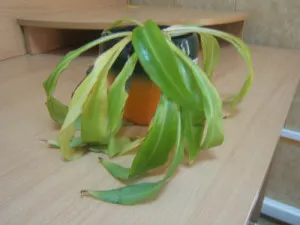 Chlorophytum растение насоки за грижа и репродукция в дома