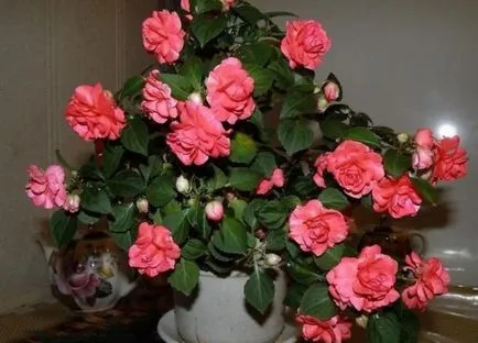 Стая Impatiens - грижи у дома, болест