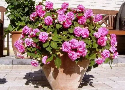 Стая Impatiens - грижи у дома, болест