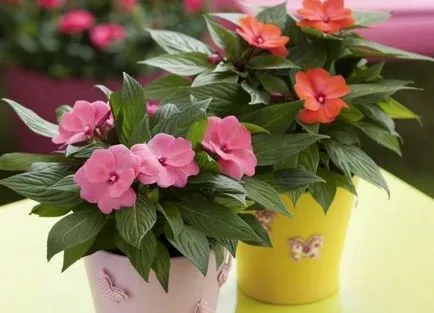 Стая Impatiens - грижи у дома, болест