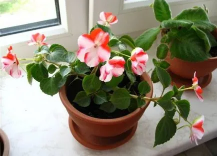 Стая Impatiens - грижи у дома, болест
