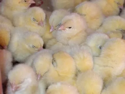 Coccidiosis у пилета, кокошки, бройлери симптоми, лечение