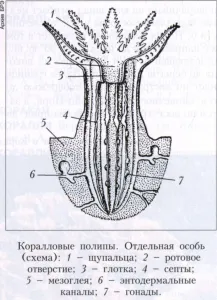 Coral полипи 1