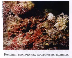 Coral полипи 1