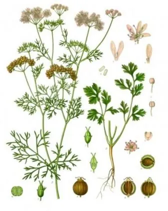 Кориандър семена (кориандър), лечението