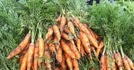 Root - е, че съхраняването на кореноплодни растения