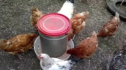 Feeder за пилета с техните ръце картина рисунка