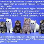 Котка или котка как да се определи, изберете снимката, която е по-добре, как да се направи разграничение и идентифициране на пола, знак,