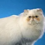 Котка или котка как да се определи, изберете снимката, която е по-добре, как да се направи разграничение и идентифициране на пола, знак,