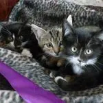 Котка или котка как да се определи, изберете снимката, която е по-добре, как да се направи разграничение и идентифициране на пола, знак,