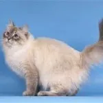 Ван котка порода цена, снимки, къде да се купуват, или да не плуват, къпят, където разходите и продажбите