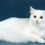 Ван котка порода цена, снимки, къде да се купуват, или да не плуват, къпят, където разходите и продажбите