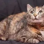 Котка или котка как да се определи, изберете снимката, която е по-добре, как да се направи разграничение и идентифициране на пола, знак,