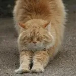 Cat сватба, червена котка