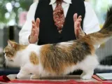 Наполеон снимка котка, описание порода, характеристики и цена