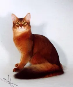 Cat сватба, червена котка
