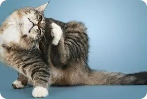 Котката почеса по причини, симптоми, лечение, лекарства, защо