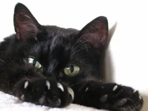 Котки Марина Цветаева, отново за котки
