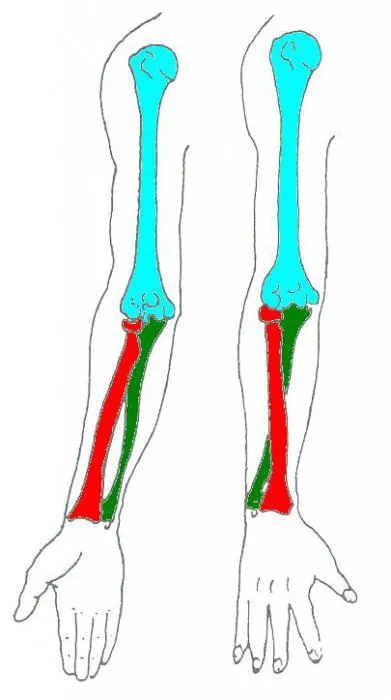 Arm кости титлите и функциите