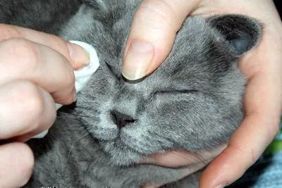 Котето милиардмесеца снимка