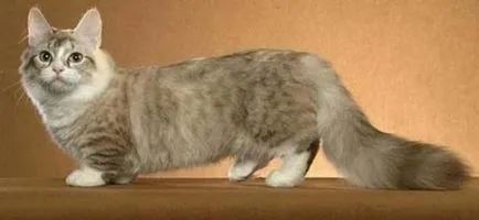 Късокраки Munchkin котка снимка, описание порода