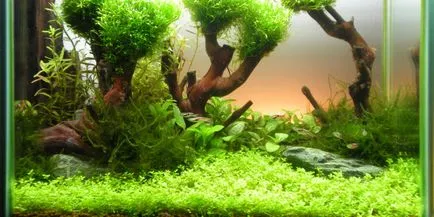 Driftwood за аквариум, която може да се използва и как да го направите сами